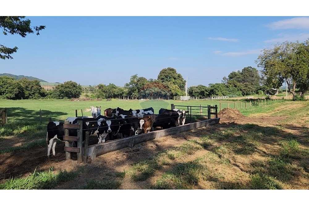 Fazenda, 217 hectares - Foto 67