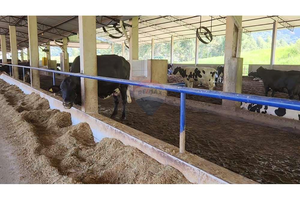 Fazenda, 217 hectares - Foto 39
