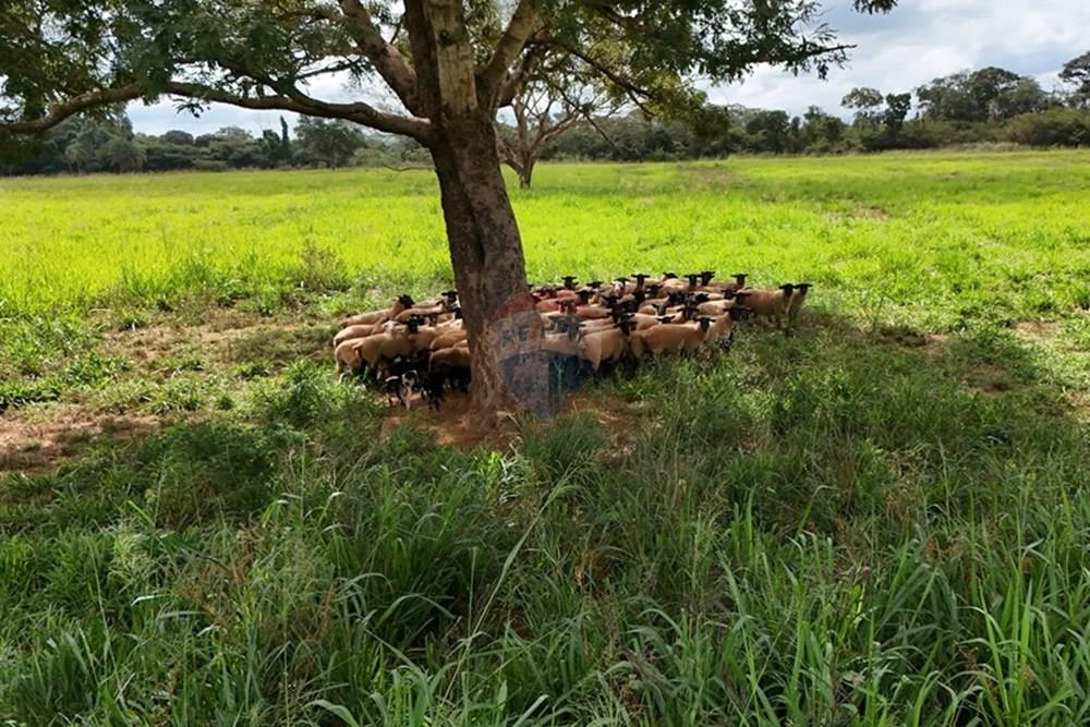 Fazenda, 27 hectares - Foto 24