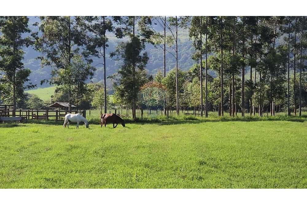 Fazenda, 217 hectares - Foto 78