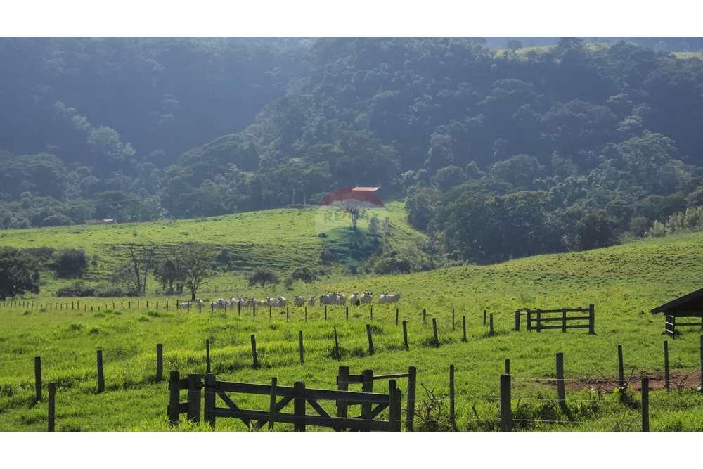 Fazenda, 217 hectares - Foto 33