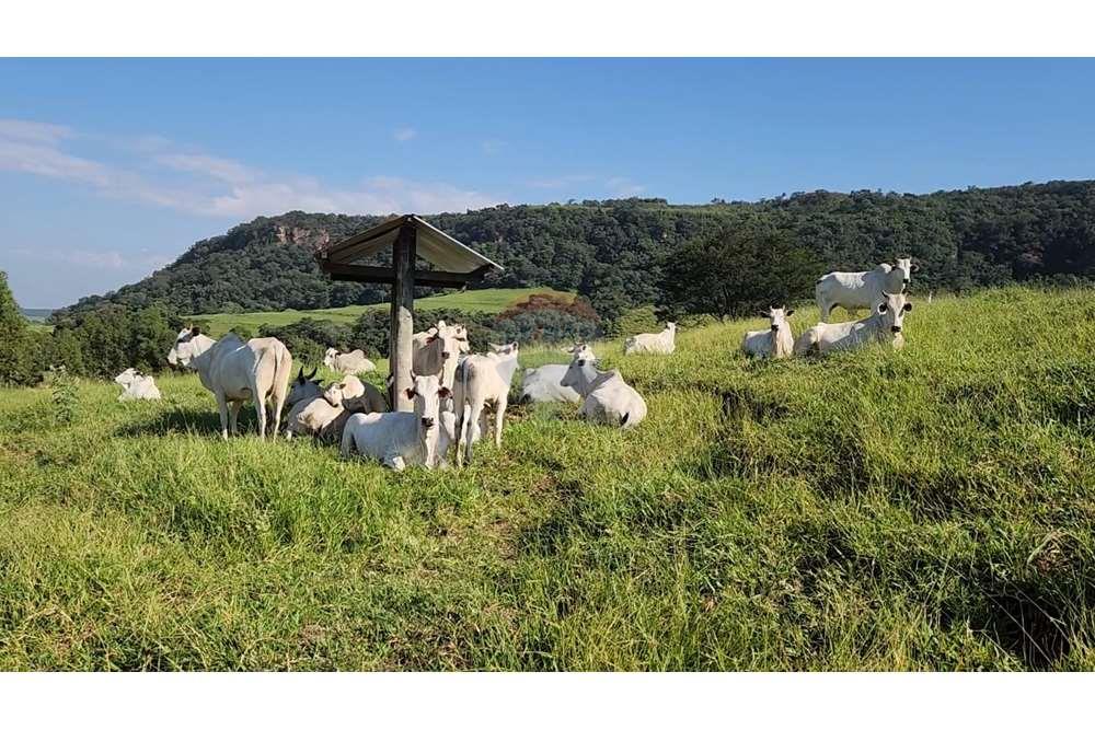 Fazenda, 217 hectares - Foto 75