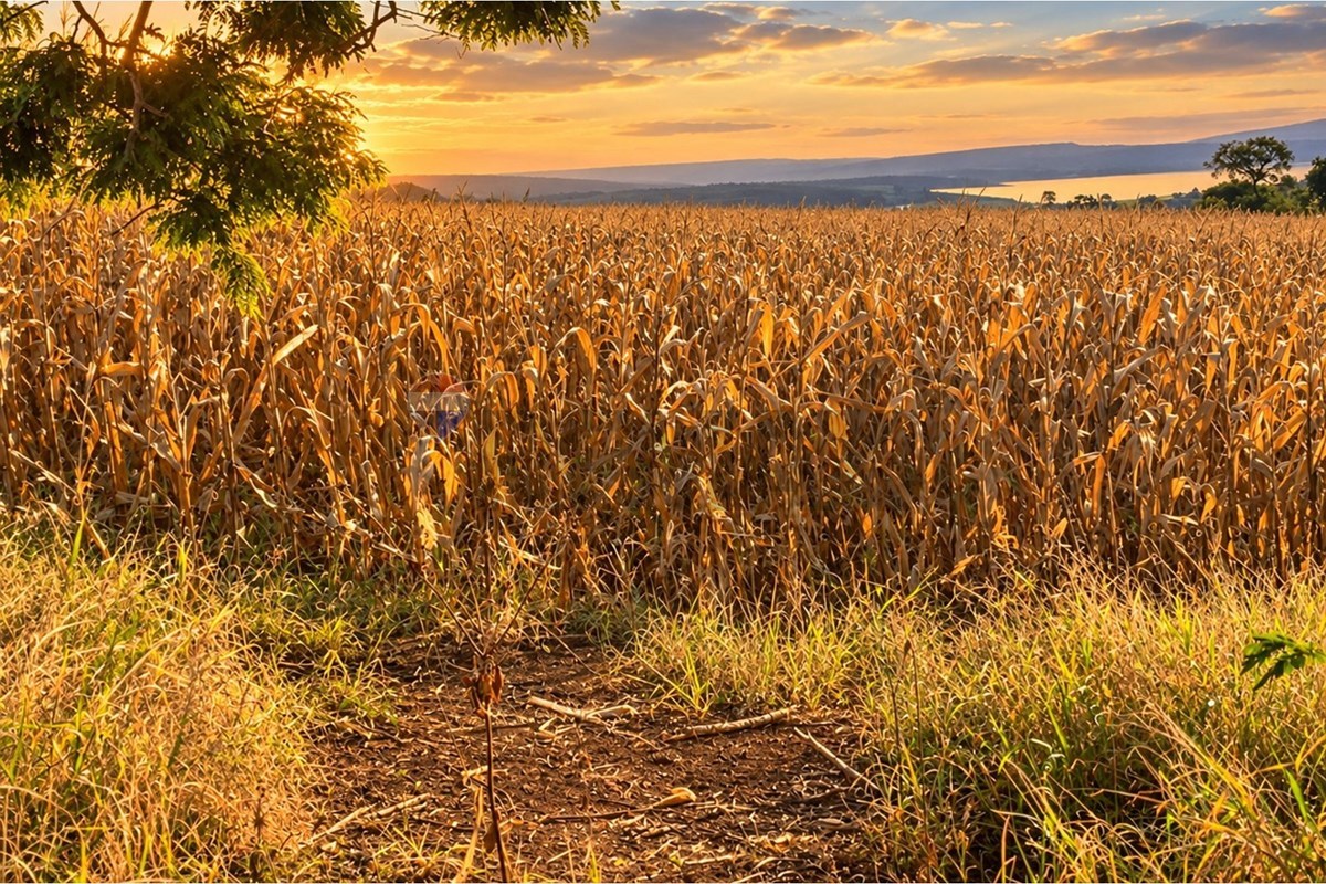 Fazenda, 67 hectares - Foto 6