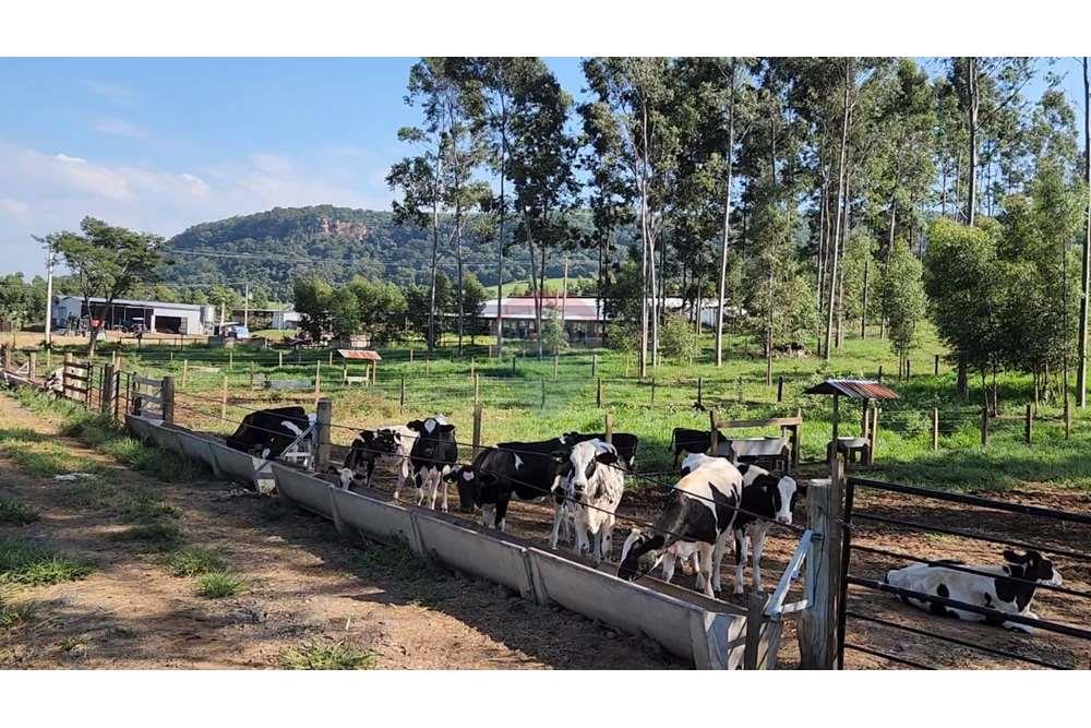 Fazenda, 217 hectares - Foto 66