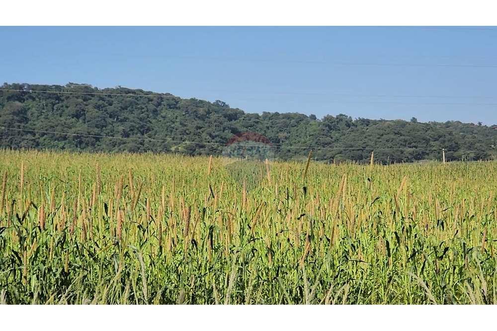 Fazenda, 217 hectares - Foto 61