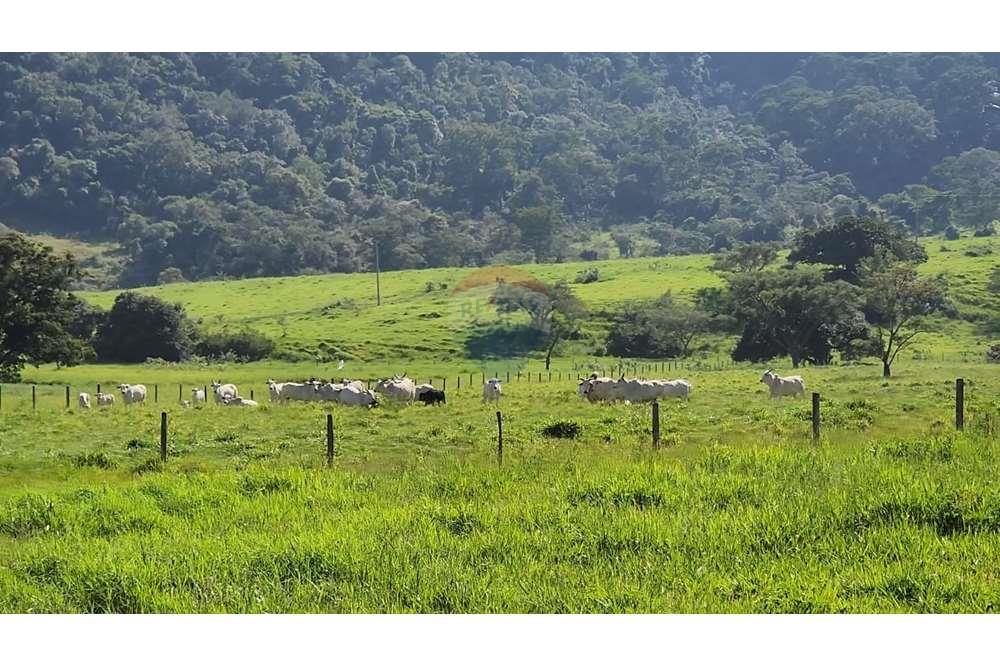 Fazenda, 217 hectares - Foto 42