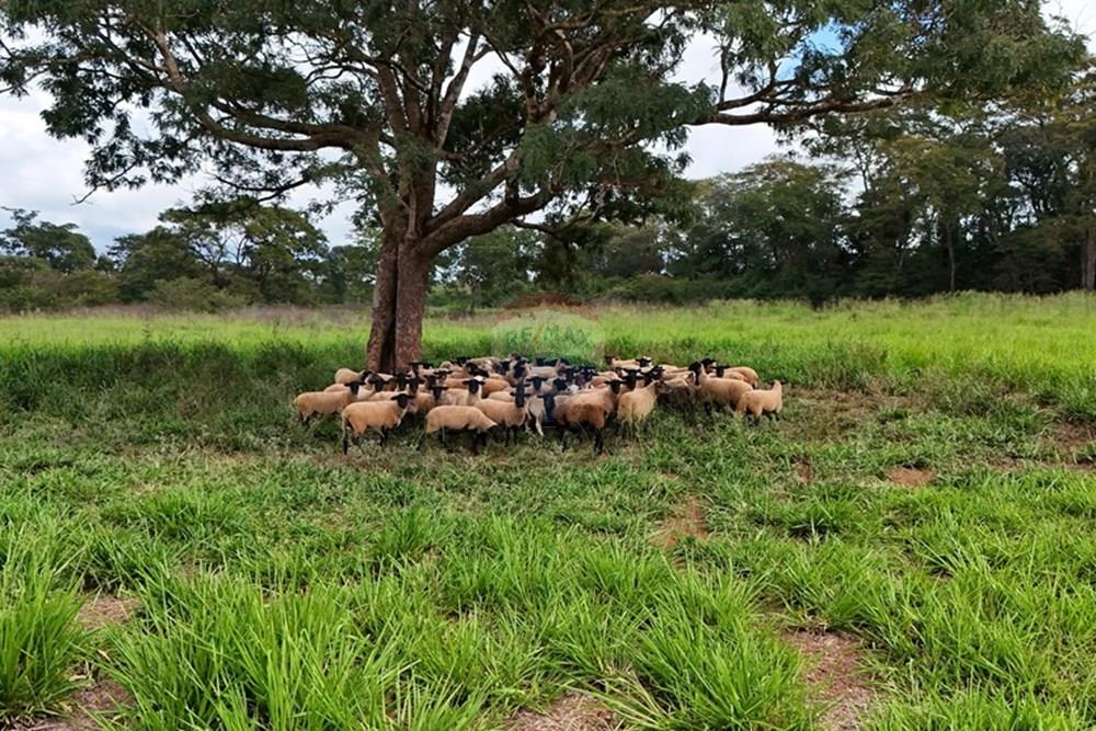 Fazenda, 27 hectares - Foto 12
