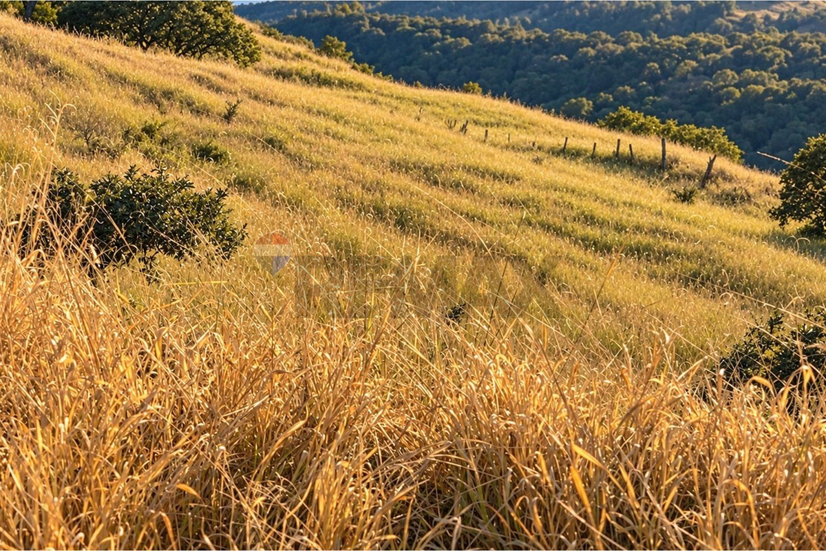 Fazenda, 67 hectares - Foto 10