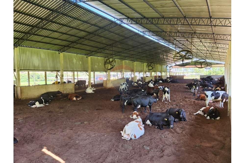 Fazenda, 217 hectares - Foto 29