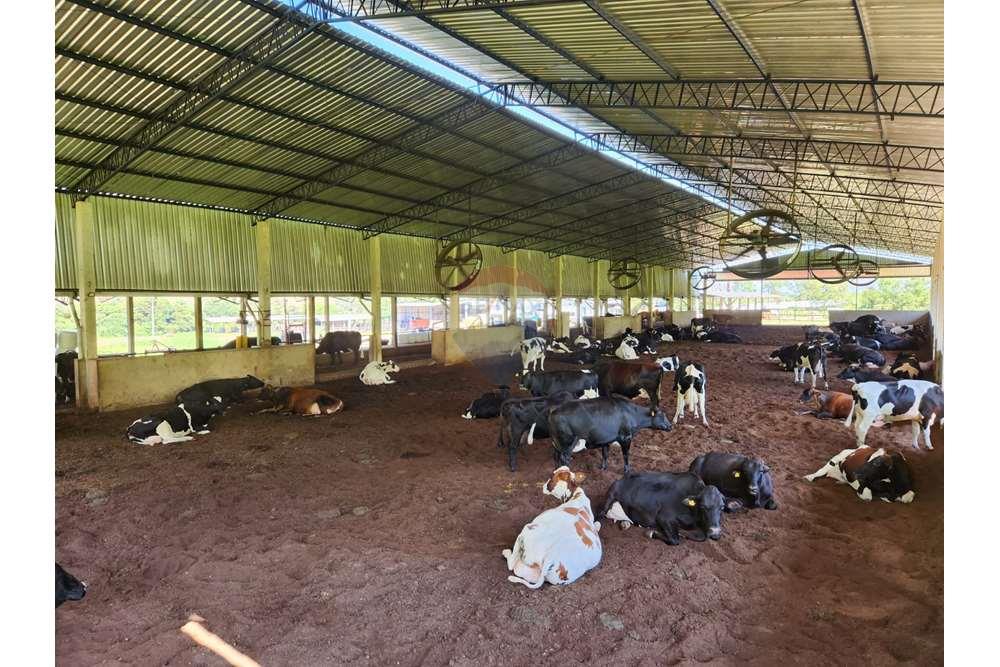 Fazenda, 217 hectares - Foto 36