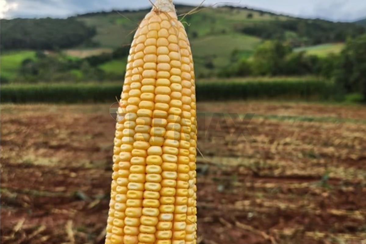 Fazenda em Rio Manso/Minas Gerais — Ref WVKOOZ — Imagem 65