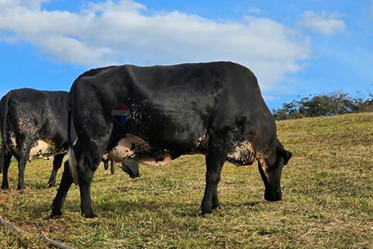 Fazenda em Rio Manso/Minas Gerais — Ref WVKOOZ — Imagem 61