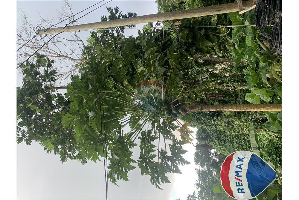 Commercial - Land - Monchy, Dauphin, St Lucia - Caribbean & Central Ameri - 6 - 902071001-228