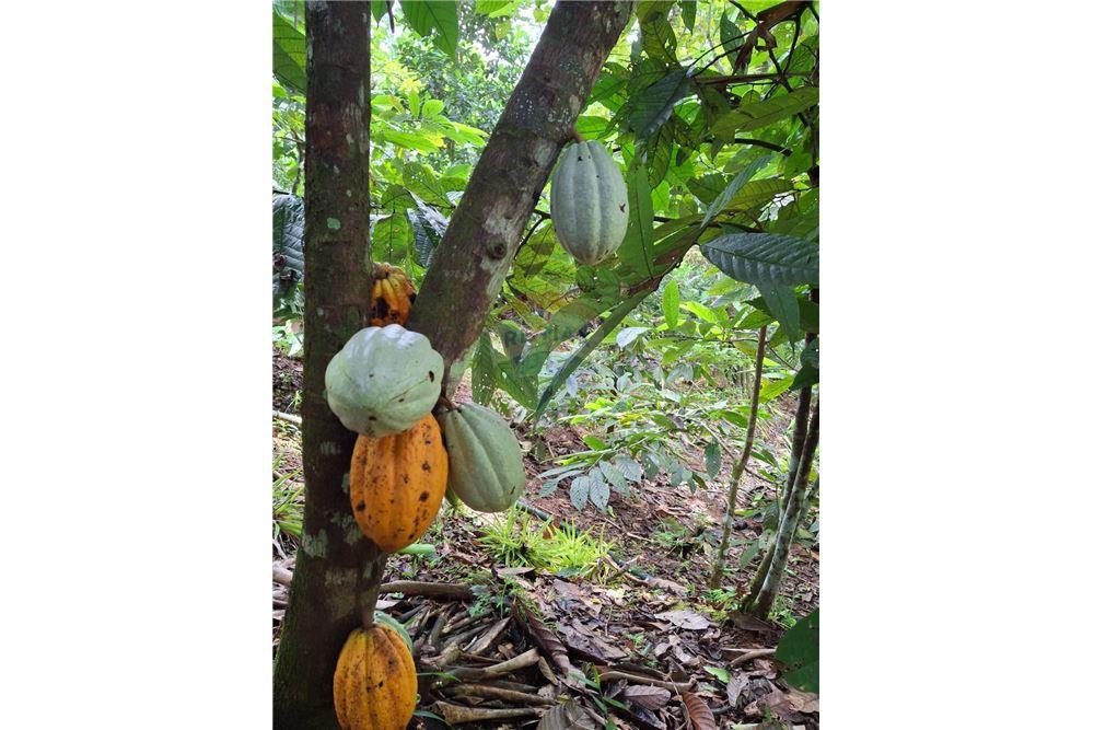 Residential - Multi-Family - Puntarenas, Puntarenas - Puntarenas, Costa Rica - Caribbean & Central Ameri - 4 - 90168039-34