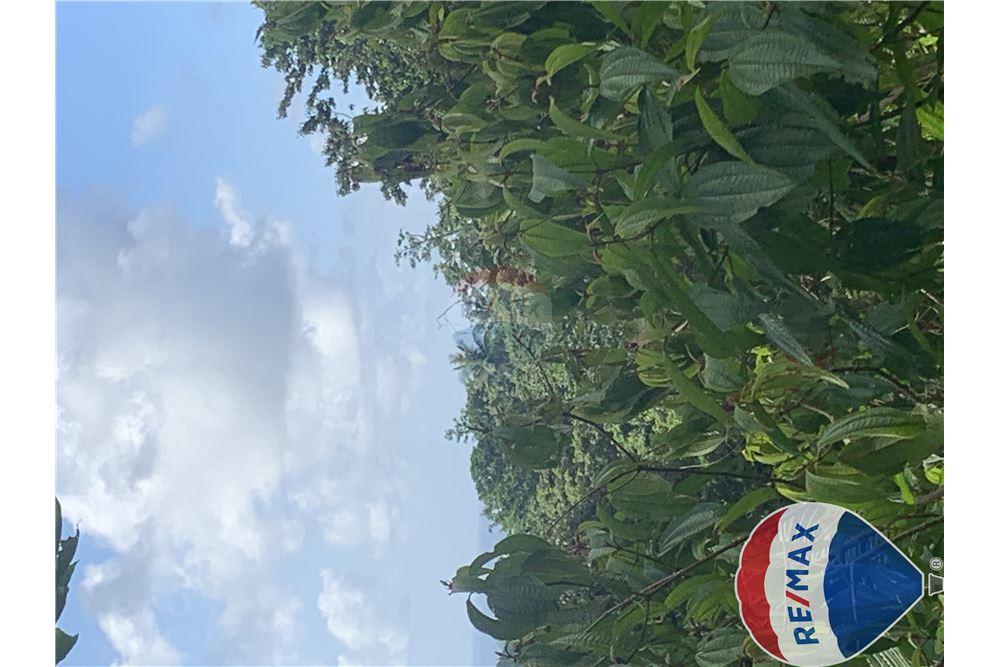 Commercial - Land - Monchy, Dauphin, St Lucia - Caribbean & Central Ameri - 8 - 902071001-228