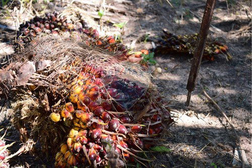 Slider Image Thumbnail