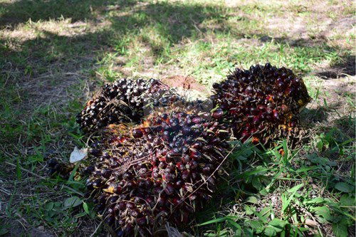 Slider Image Thumbnail