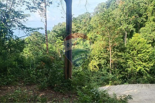 ขาย-ที่ดินสำหรับอยู่อาศัย-เกาะพะงัน, สุราษฎร์ธานี-920621004-103