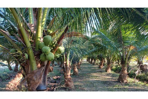 Slider Image Thumbnail