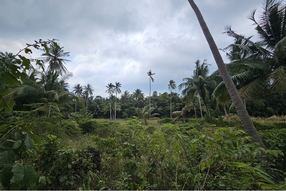 For Sale Land - Residential at Koh Pha Ngan, Surat Thani, 9500000 THB, Bedrooms, Surat Thani