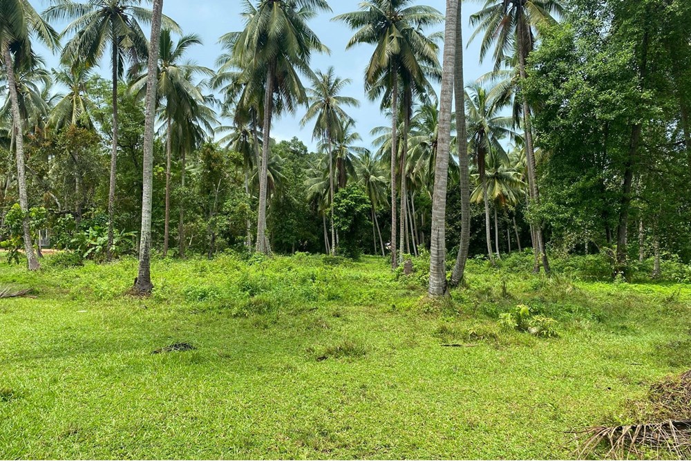 For Sale Land - Residential at Madeua Wan - Ban Nai Suan Koh Pha Ngan, Surat Thani, 22000000 THB, Bedrooms, Madeua Wan - Ban Nai Suan, Surat Thani