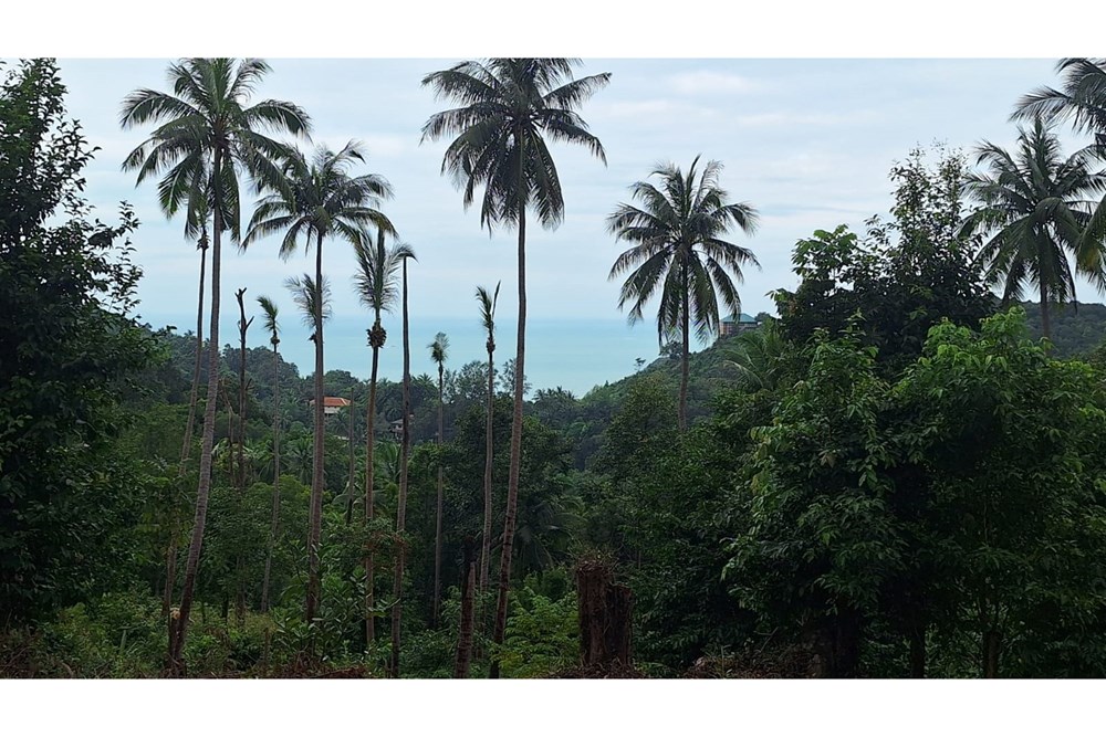 For Sale Land - Residential at Koh Pha Ngan, Surat Thani, 5900000 THB, Bedrooms, Surat Thani
