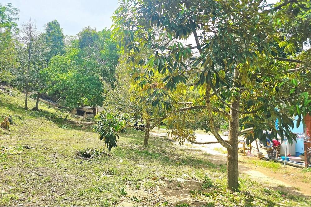 Land - Residential - For Sale - Koh Samui, Surat Thani - 006.jpg - 920121018-328