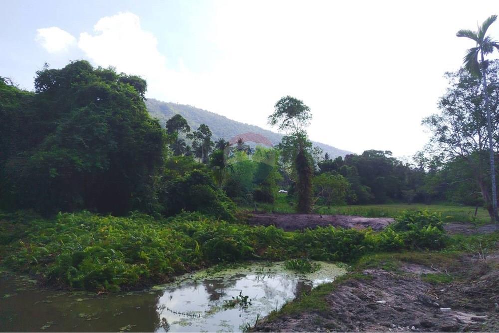 Land - Residential - For Sale - Koh Samui, Surat Thani - 655607_0.jpg - 920121075-106