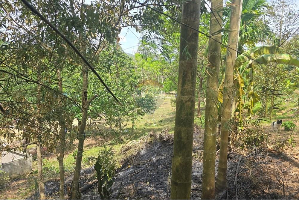 Land - Residential - For Sale - Koh Samui, Surat Thani - 545188870_10222887937346750_2680848440990147604_n.jpg - 920121018-328