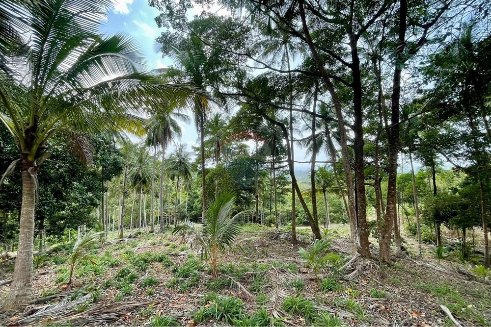 Land - Residential - For Sale - Koh Samui, Surat Thani - WhatsApp Image 2026-03-13 at 22.04.38 (2).jpeg - 920121068-92