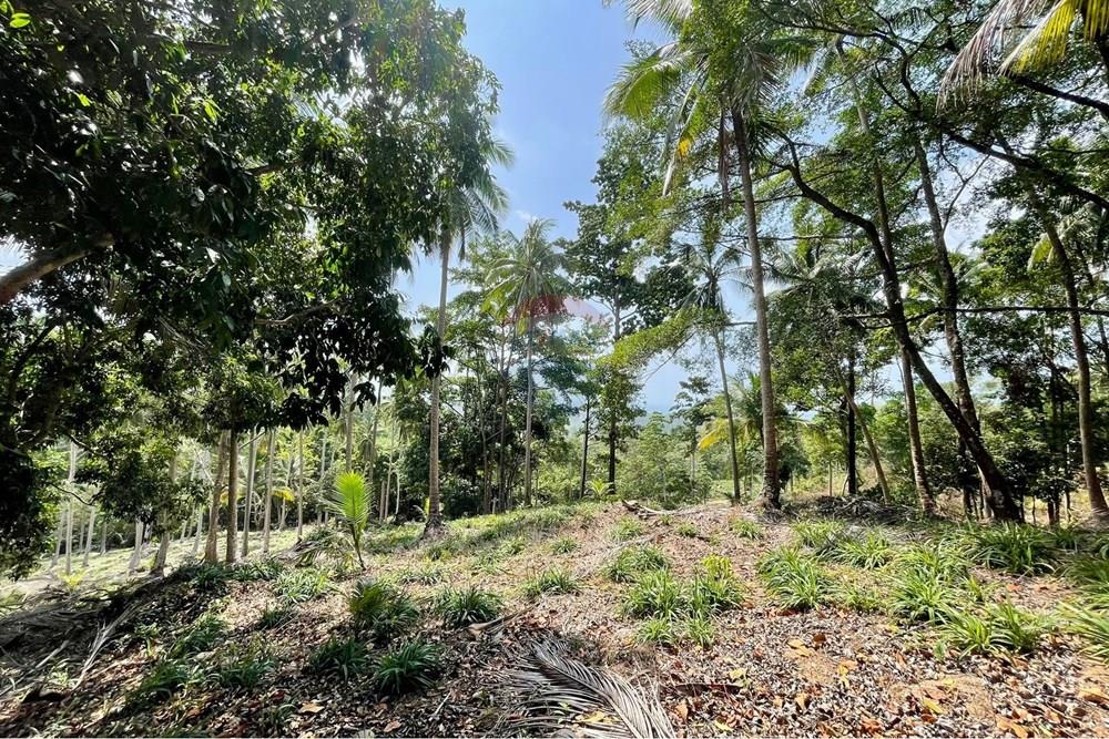 Land - Residential - For Sale - Koh Samui, Surat Thani - WhatsApp Image 2026-03-13 at 22.04.36 (2).jpeg - 920121068-92
