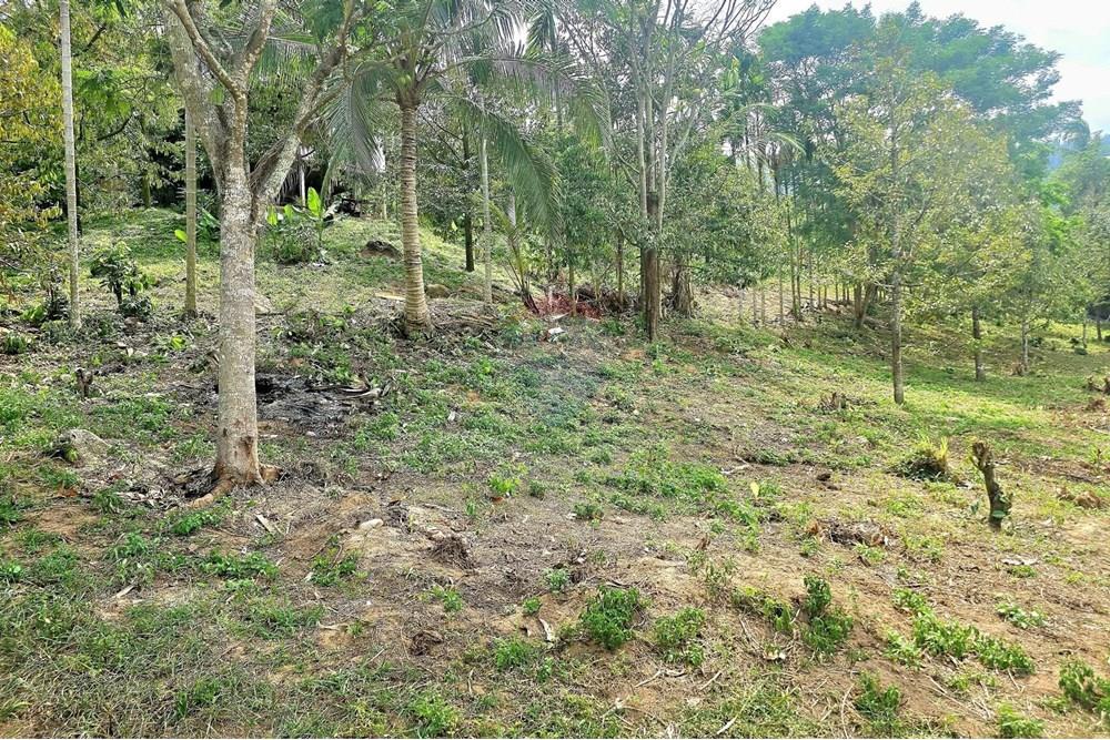 Land - Residential - For Sale - Koh Samui, Surat Thani - 545684963_10222887923186396_4622922154253752892_n.jpg - 920121018-328