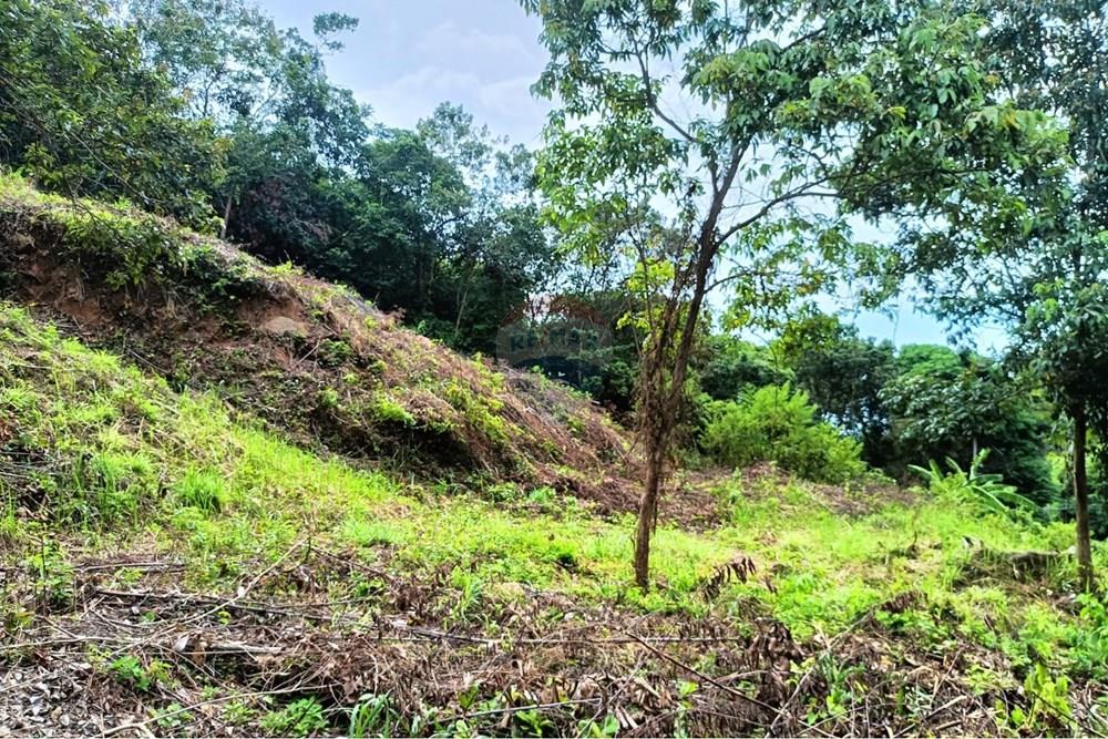 Land - Residential - For Sale - Koh Samui, Surat Thani - WhatsApp Image 2025-09-30 at 15.42.35_a417bfaa.jpg - 920121083-65