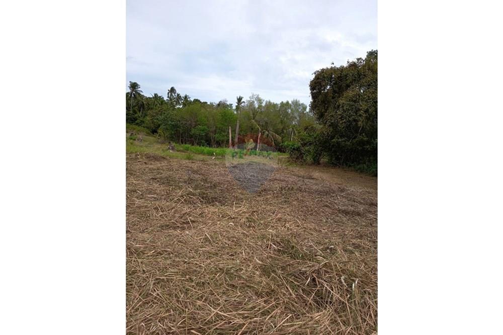 Land - Residential - For Sale - Koh Samui, Surat Thani - S__31948904_0.jpg - 920121030-292