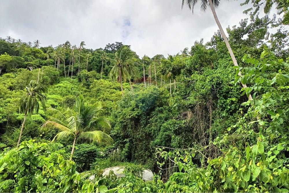 Land - Residential - For Sale - Koh Samui, Surat Thani - WhatsApp Image 2025-09-30 at 15.42.09_8b0f8d9b.jpg - 920121083-65