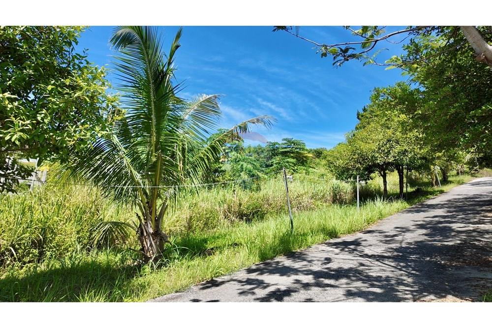 Land - Residential - For Sale - Koh Samui, Surat Thani - IMG_4864.JPG - 920121077-14
