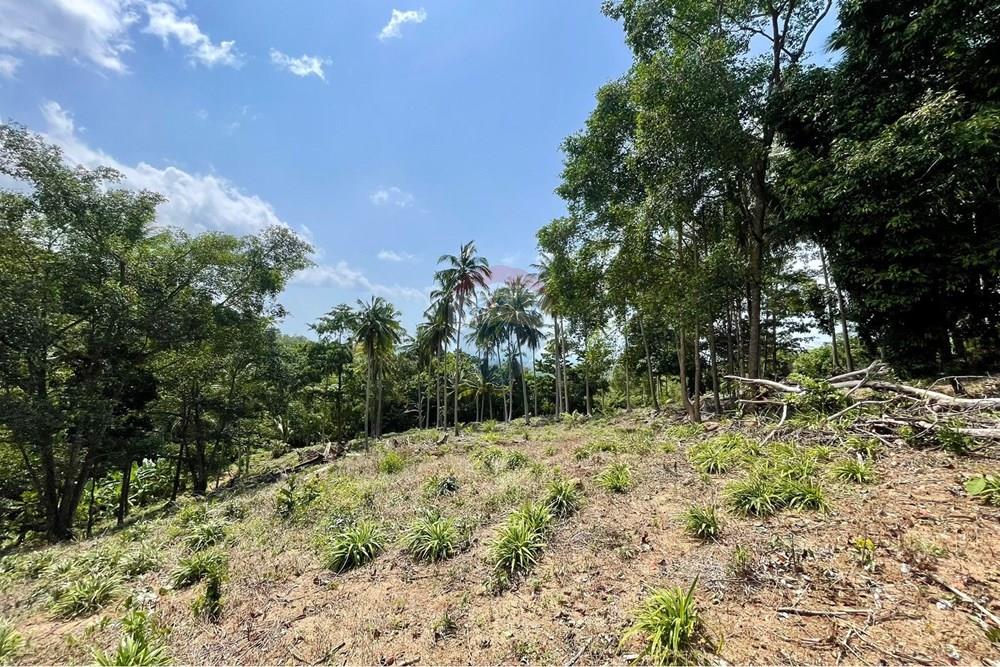 Land - Residential - For Sale - Koh Samui, Surat Thani - WhatsApp Image 2026-03-13 at 22.04.35 (1).jpeg - 920121068-92