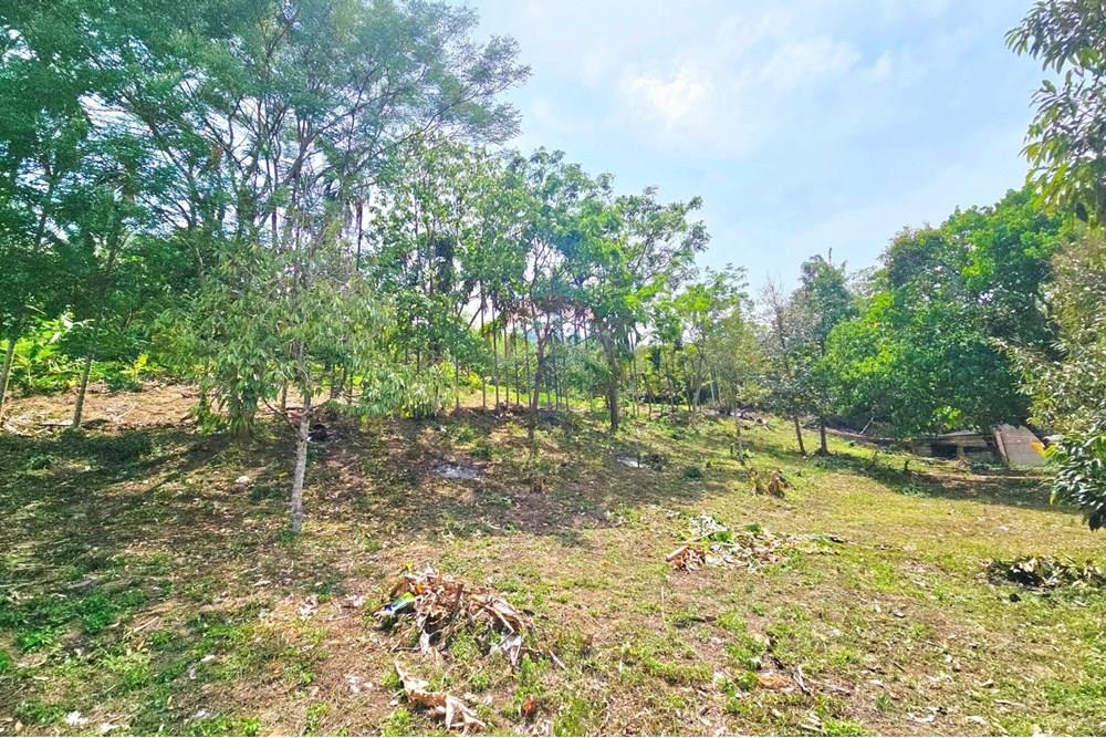 Land - Residential - For Sale - Koh Samui, Surat Thani - 001.jpg - 920121018-328