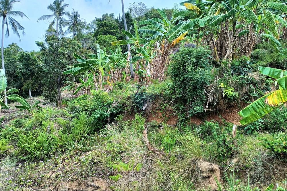 Land - Residential - For Sale - Koh Samui, Surat Thani - WhatsApp Image 2025-09-30 at 15.47.36_291a5a4b.jpg - 920121083-64