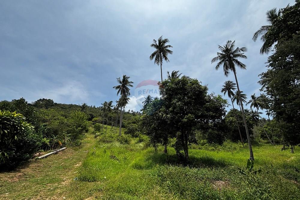 Land - Residential - For Sale - Koh Samui, Surat Thani - IMG_2414.jpeg - 920121088-19