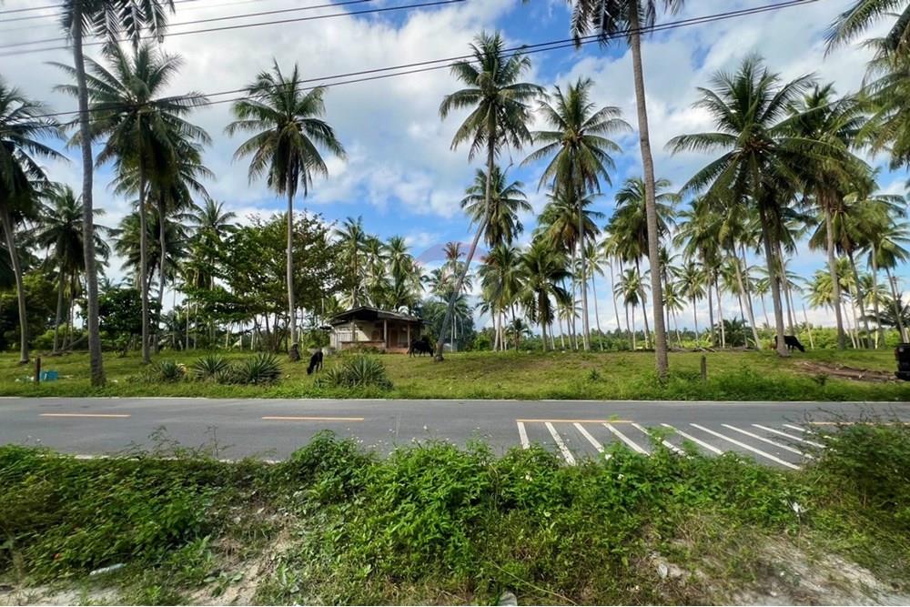 Land - Residential - For Sale - Tha Sala, Nakhon Si Thammarat - S__201138191_0.jpg - 920121030-282