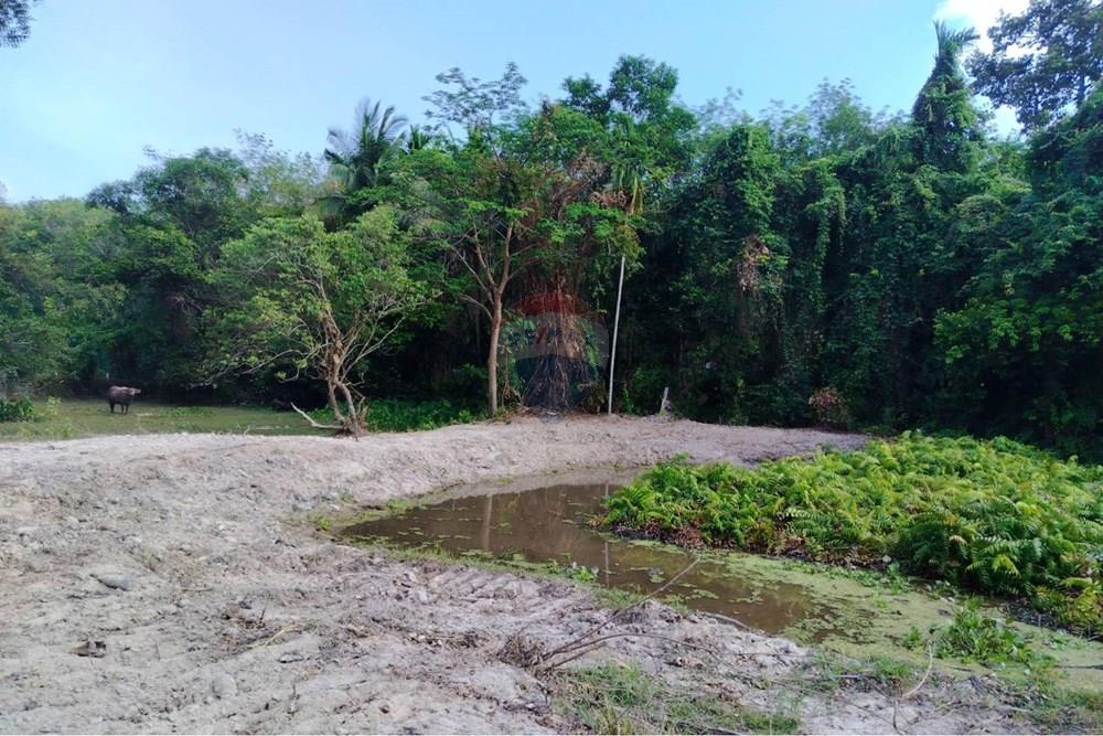 Land - Residential - For Sale - Koh Samui, Surat Thani - 655615_0.jpg - 920121075-106