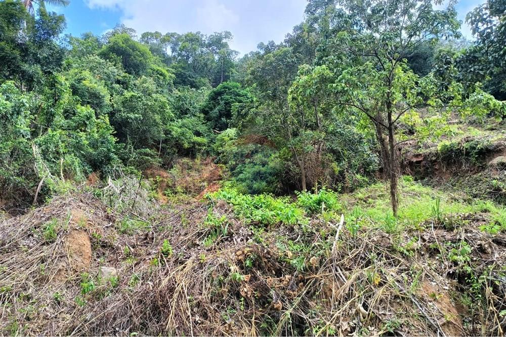 Land - Residential - For Sale - Koh Samui, Surat Thani - WhatsApp Image 2025-09-30 at 15.42.37_07ef1ddf.jpg - 920121083-65