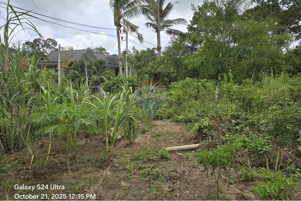 Land - Residential - For Sale - Koh Samui, Surat Thani - WhatsApp Image 2025-10-21 at 12.28.06 PM.jpeg - 920121057-164