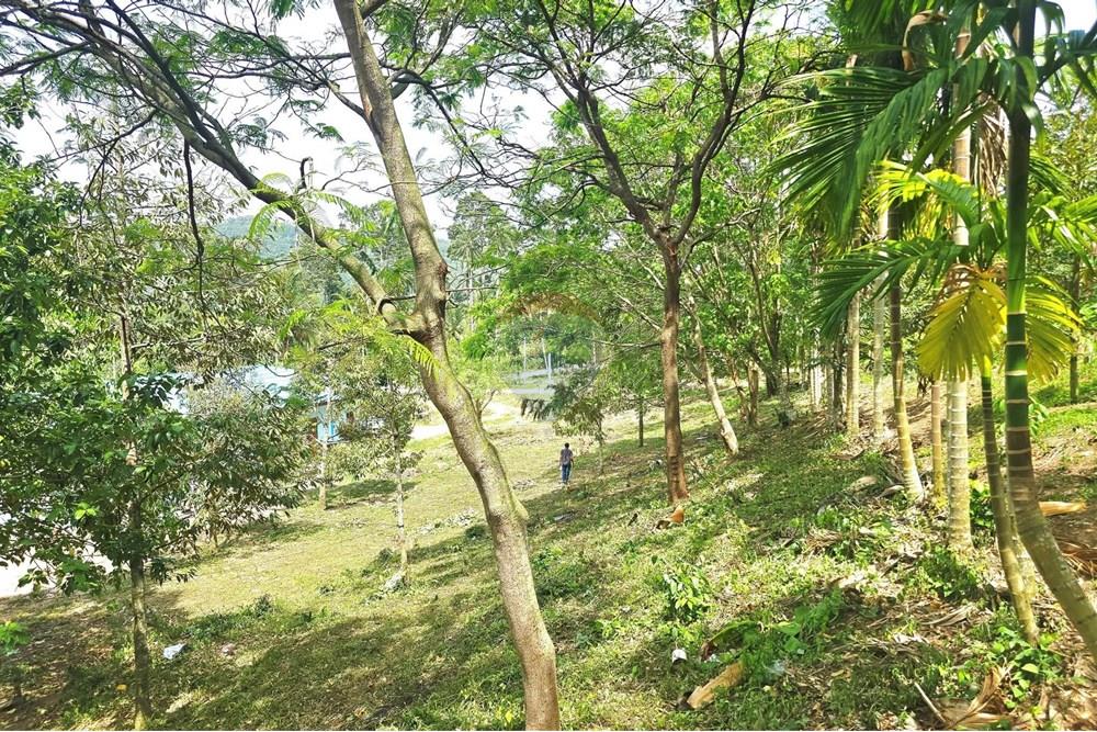 Land - Residential - For Sale - Koh Samui, Surat Thani - 545620642_10222887930146570_7331019514962848125_n.jpg - 920121018-328
