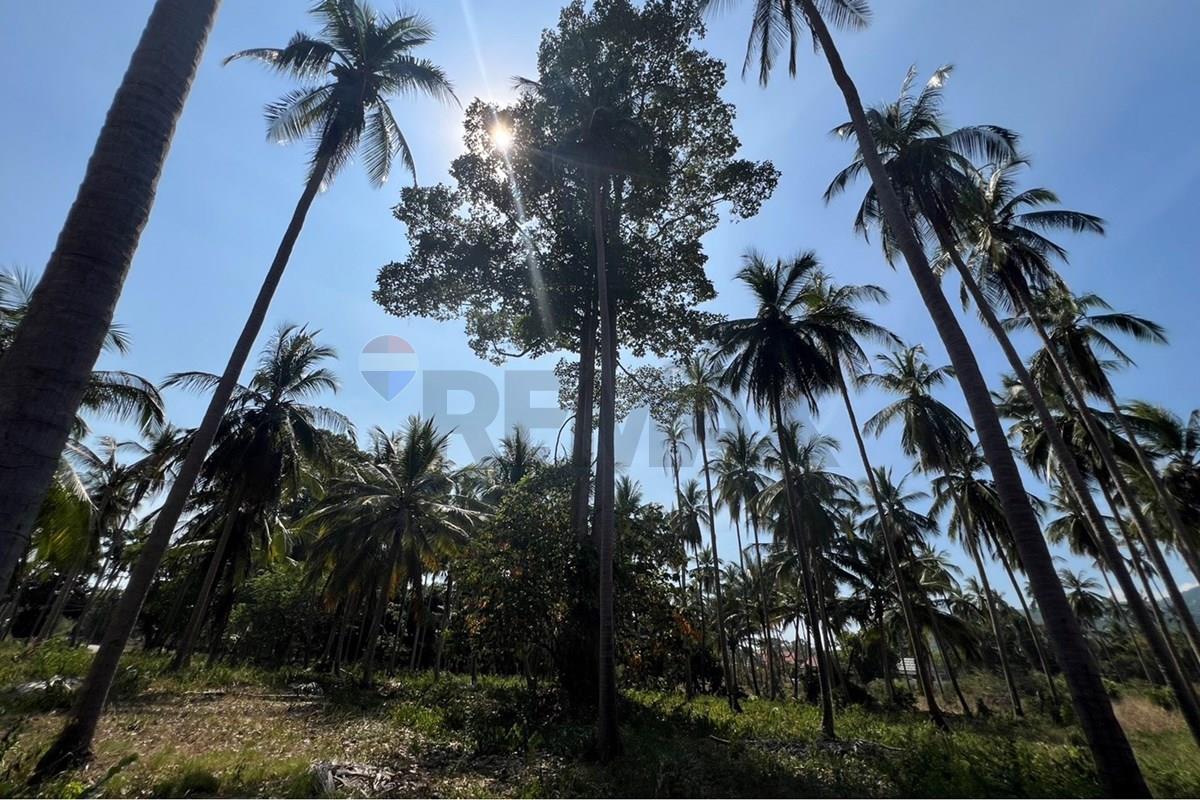Land - Residential - For Sale - Koh Samui, Surat Thani - S__42606609_0.jpg - 920121030-309