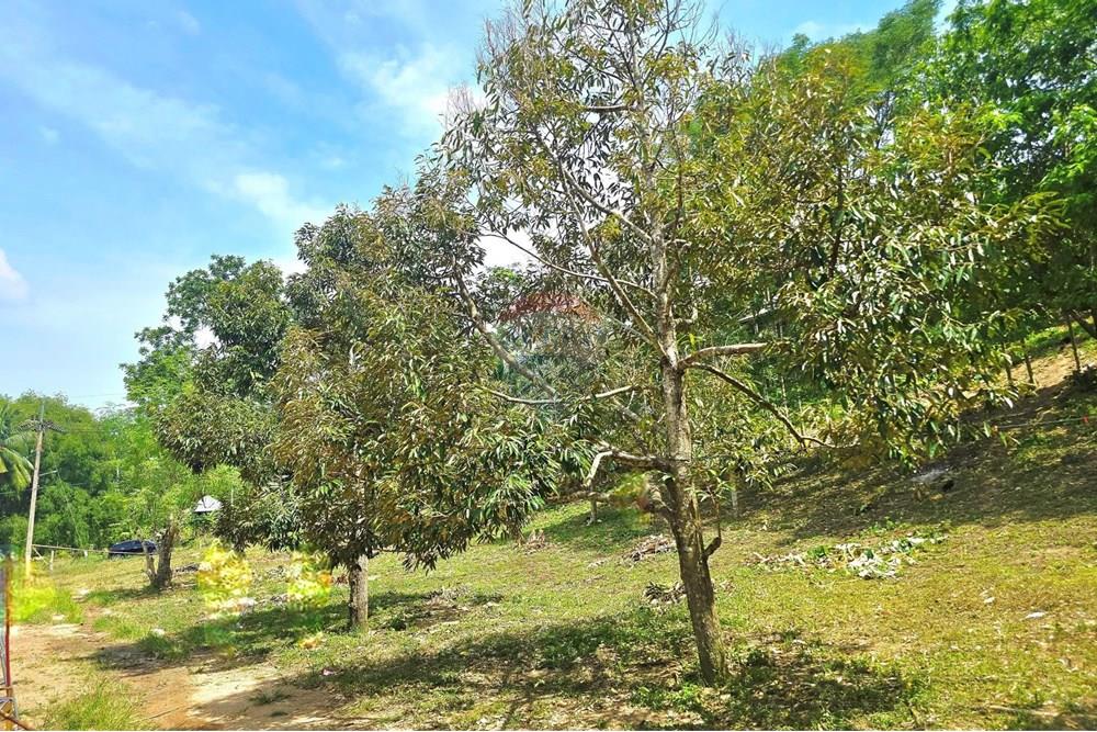 Land - Residential - For Sale - Koh Samui, Surat Thani - 007.jpg - 920121018-328