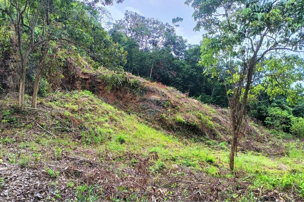 Land - Residential - For Sale - Koh Samui, Surat Thani - WhatsApp Image 2025-09-30 at 15.42.35_795b935f.jpg - 920121083-65