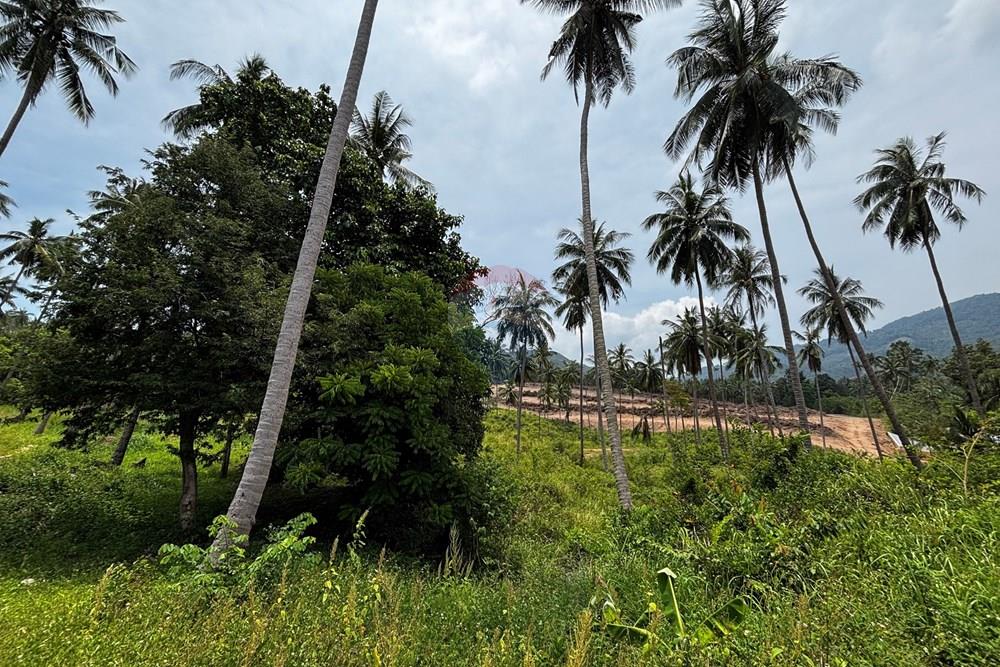 Land - Residential - For Sale - Koh Samui, Surat Thani - IMG_2411.jpeg - 920121088-19
