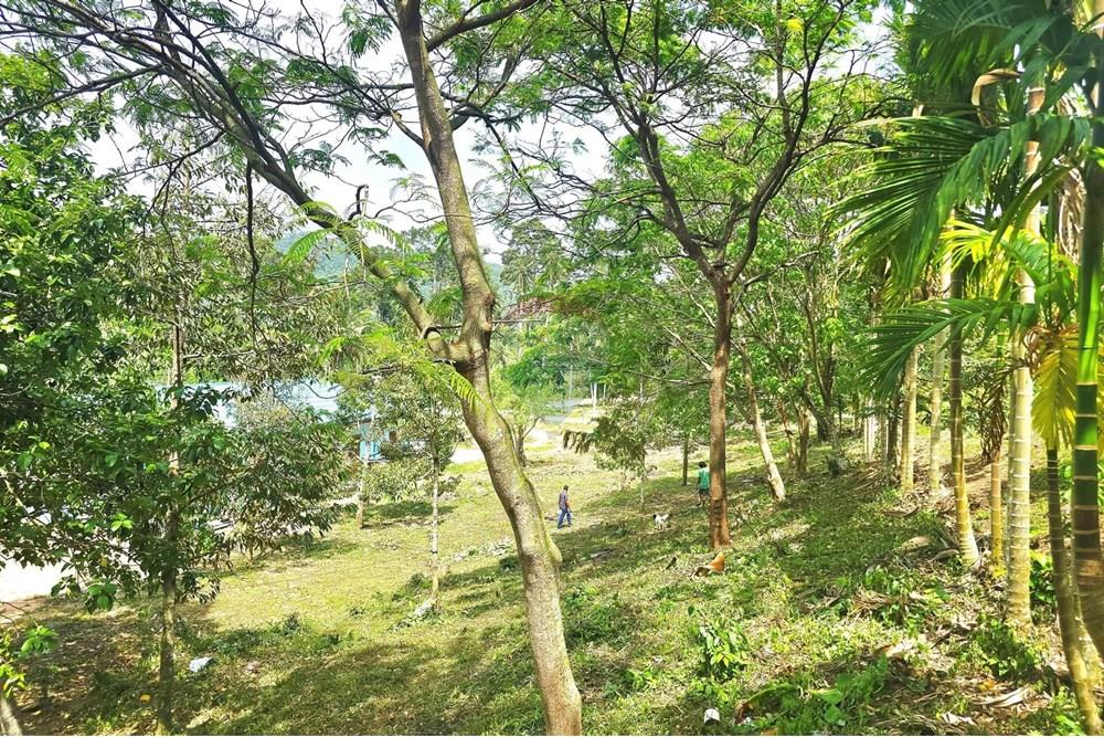 Land - Residential - For Sale - Koh Samui, Surat Thani - 545577567_10222887932506629_1393356704707160927_n.jpg - 920121018-328